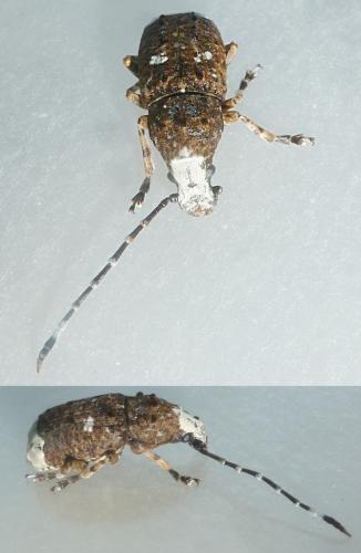 Réf. 231 127 : Platystomos albinus